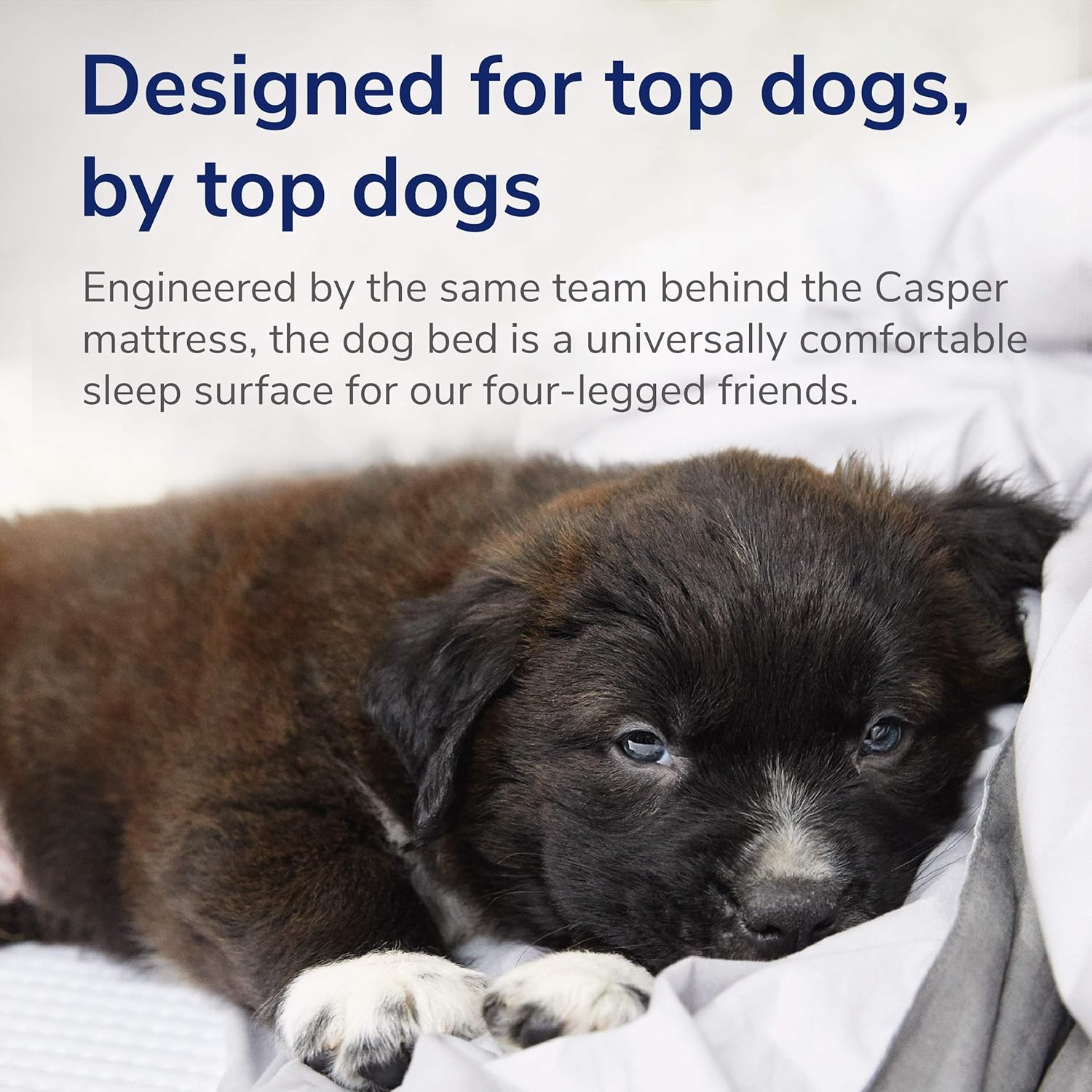 Casper Dog Bed Medium Memory Foam - How It Compares