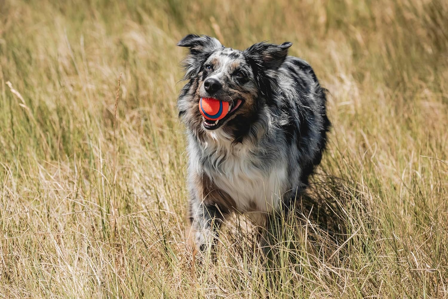 Chuckit Ultra Ball 2-Pack - Price vs. Performance