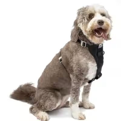 Kurgo Tru-Fit Enhanced Strength Dog Harness Large Review: We Tested the Amazon Bestseller So You Don't Have To - Product Image