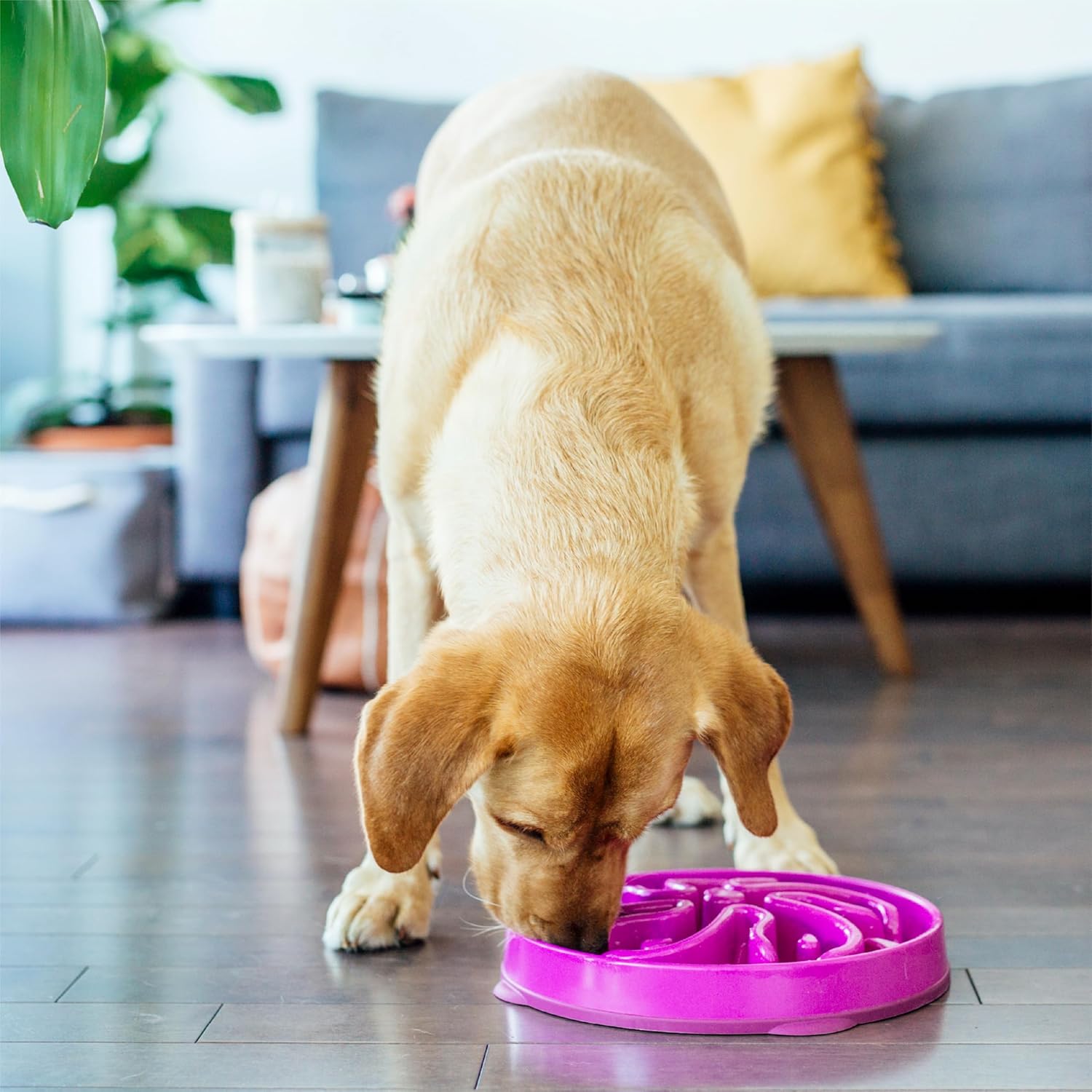 Outward Hound Fun Feeder Slo Bowl Dog Bowl - How It Compares