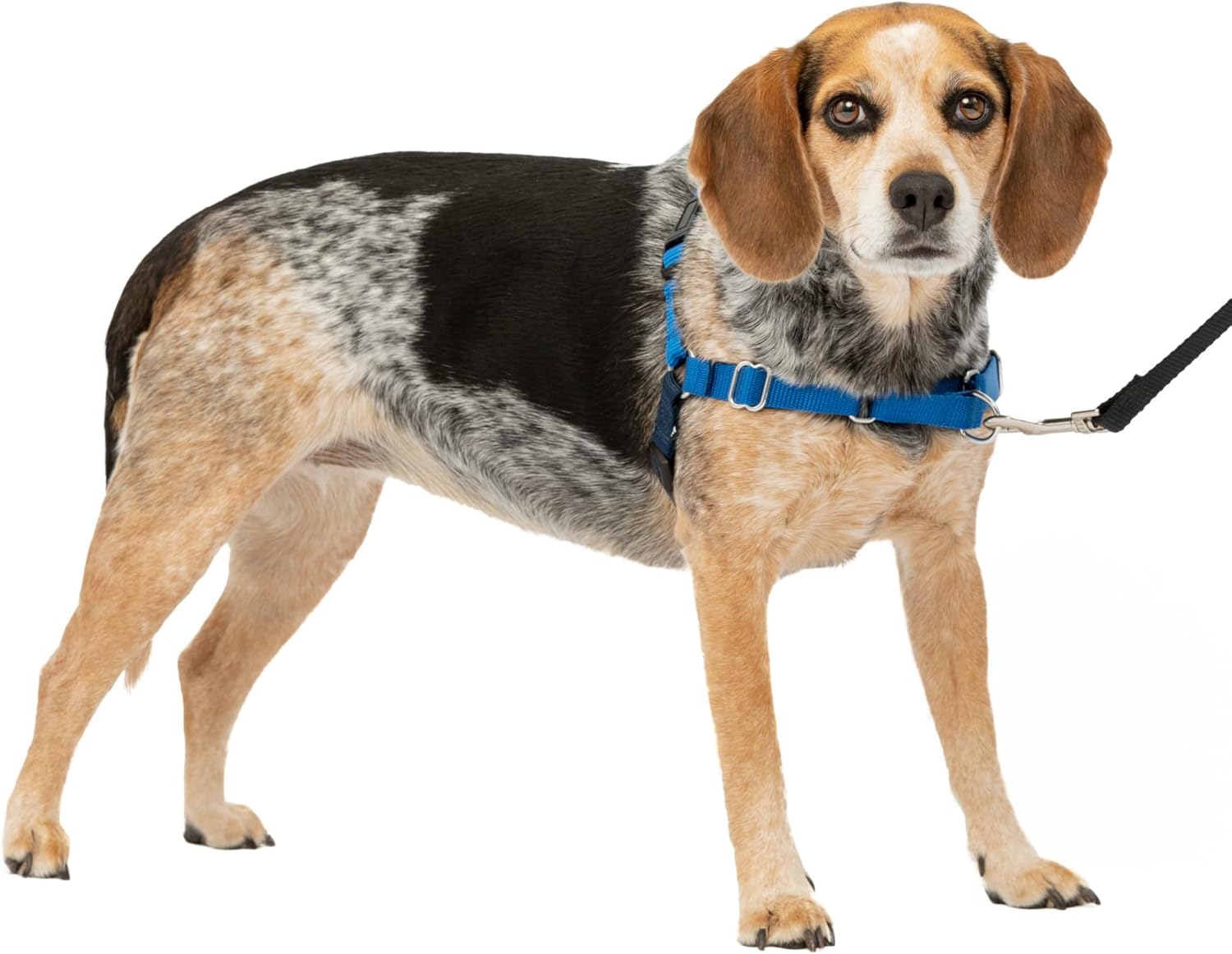 PetSafe Easy Walk Dog Harness No Pull Adjustable - Final Verdict