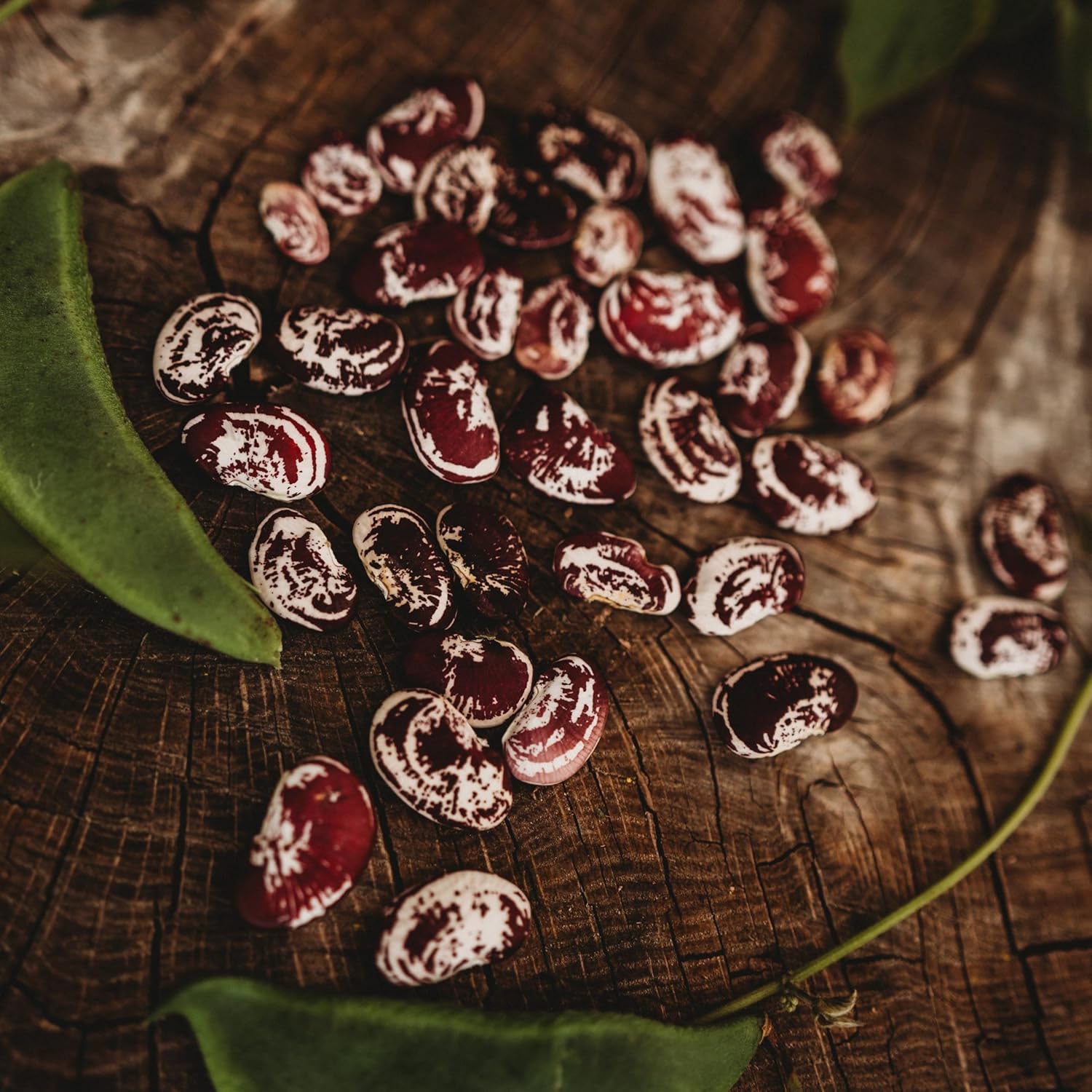 Rancho Gordo Heirloom Bean Sampler 6 Pack - Design and Build Quality