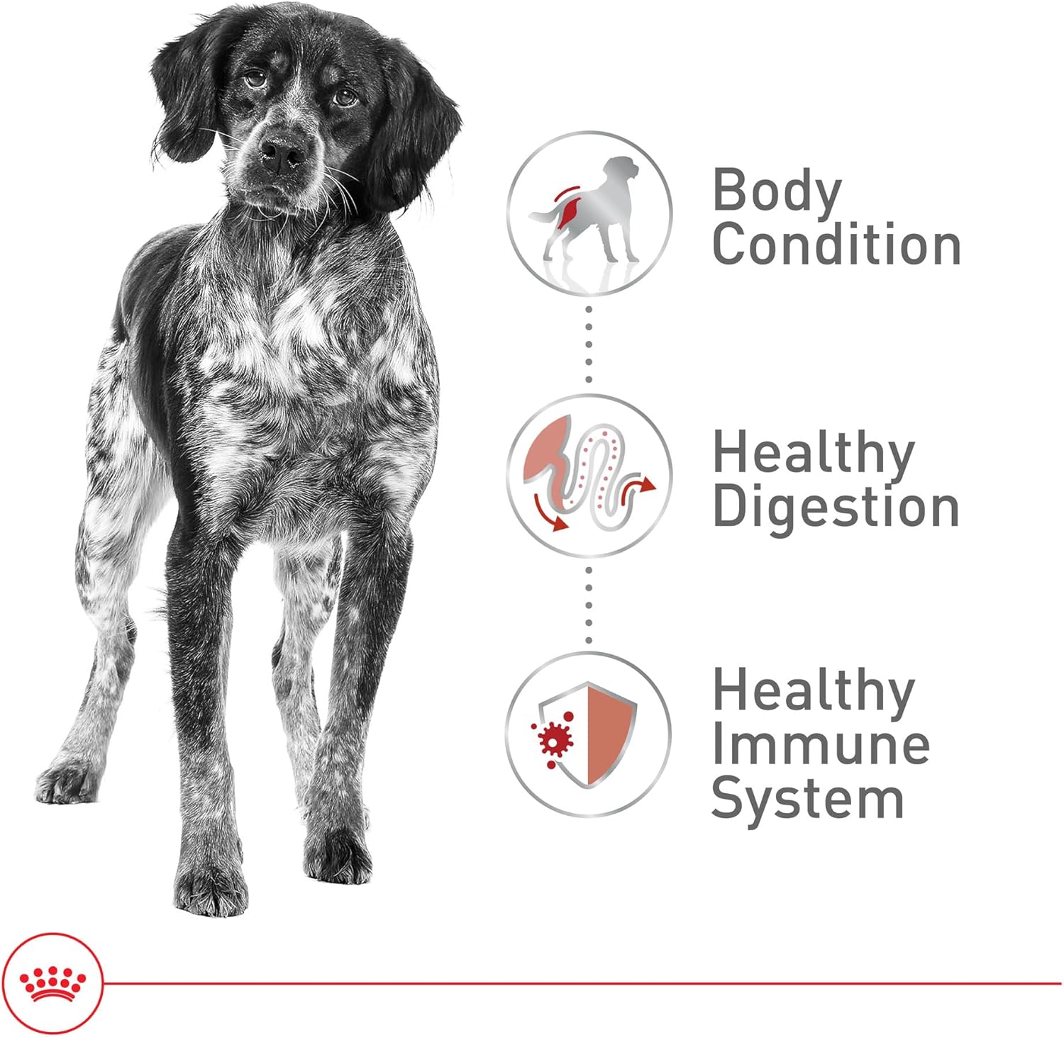 Royal Canin Medium Adult Dry Dog Food 30lb - Real-World Performance