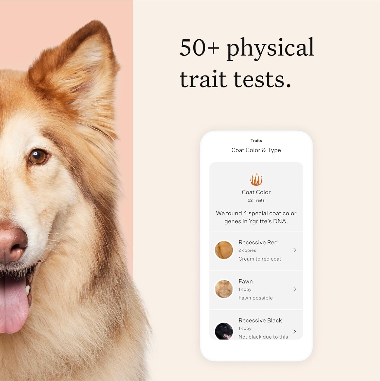 Wisdom Panel Premium Dog DNA Test Kit - Performance Testing