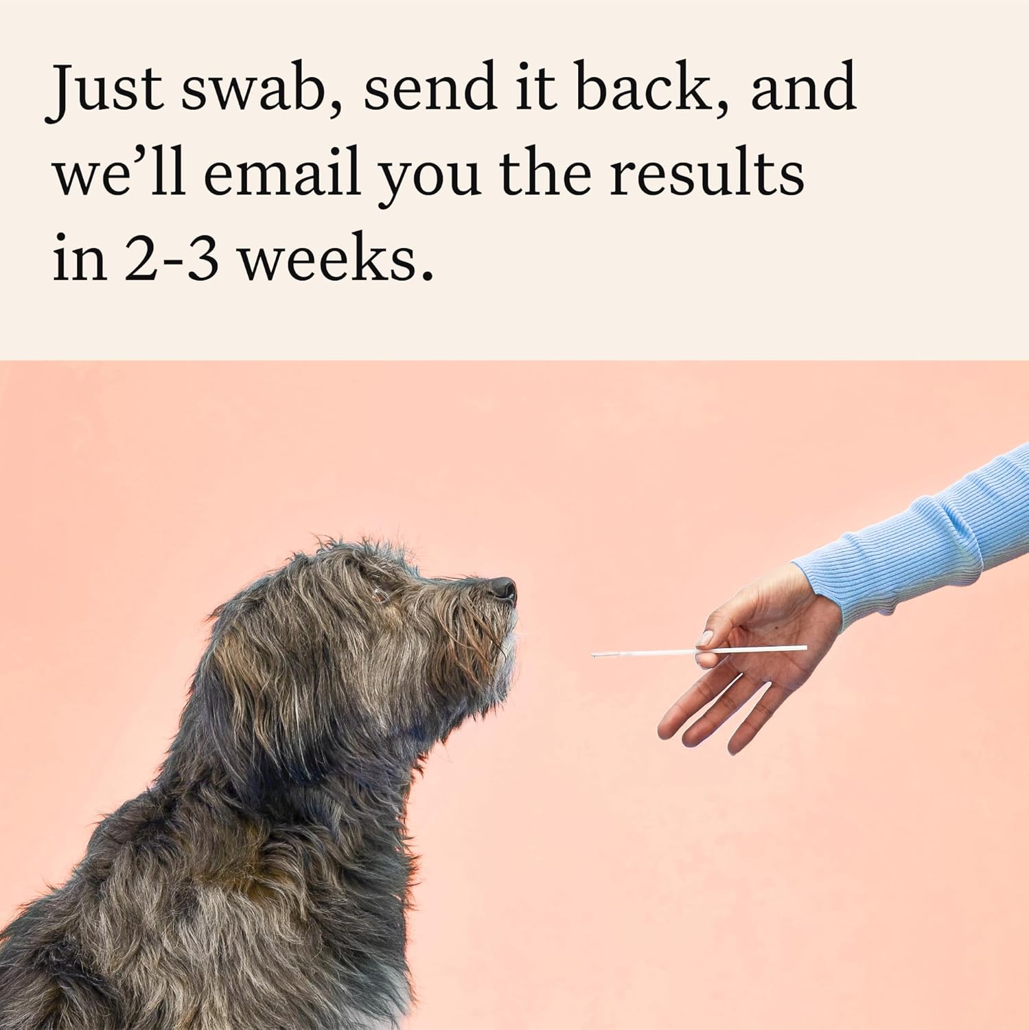 Wisdom Panel Premium Dog DNA Test Kit - How It Compares