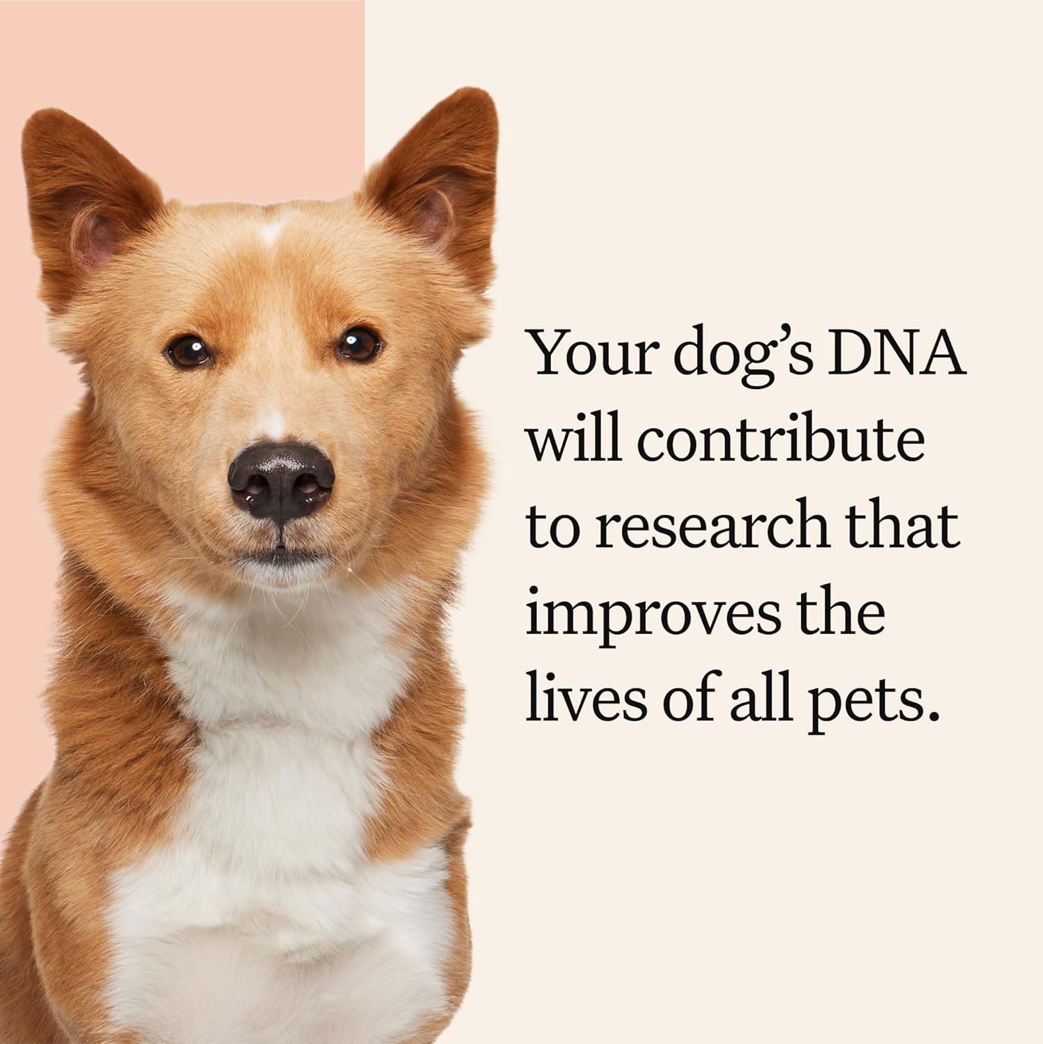Wisdom Panel Premium Dog DNA Test Kit - Final Verdict