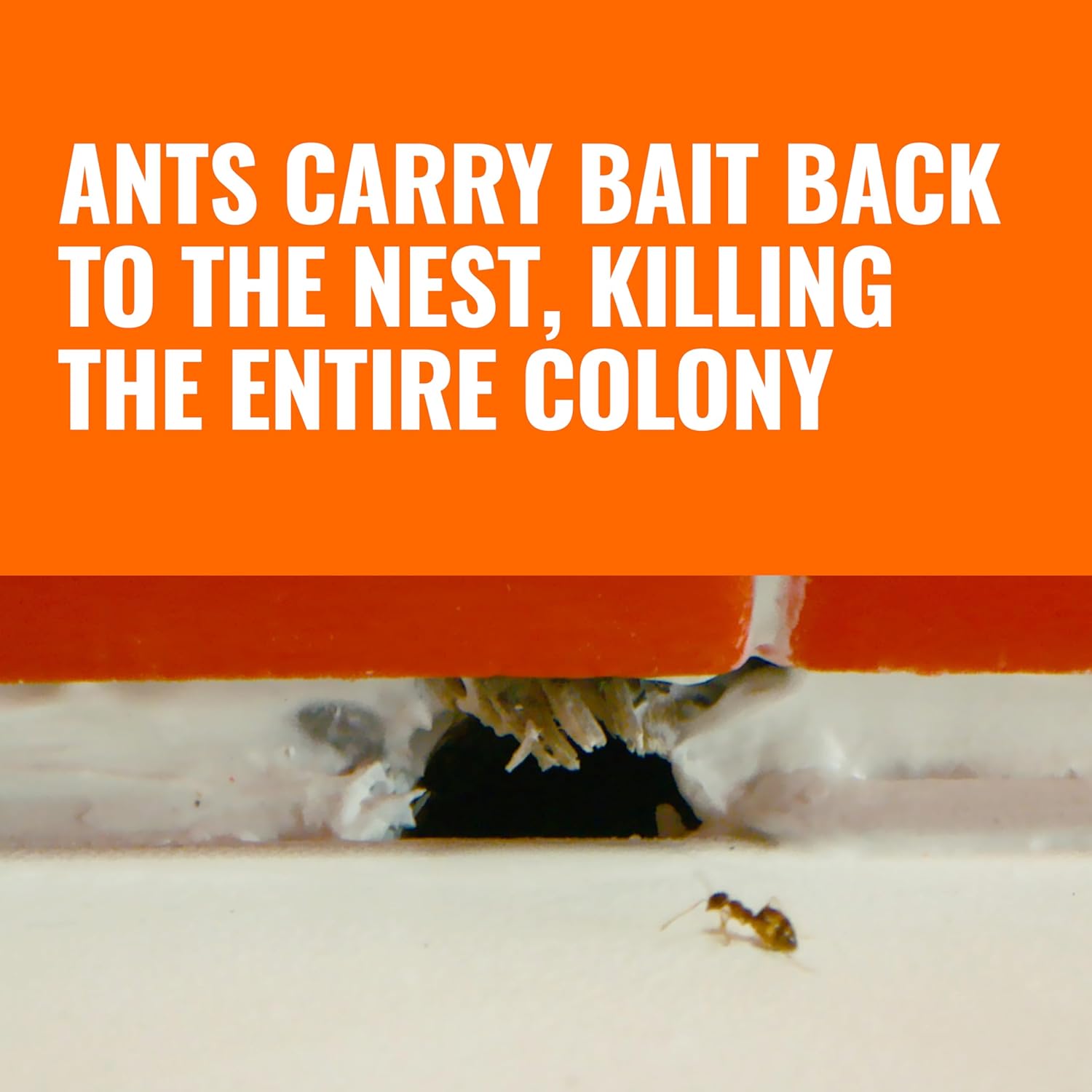 Terro Ant Killer Bait Stations T300B Liquid Bait Indoor Ant Control 12 Count - Design and Build